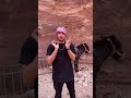 عيد الحمار العالمي