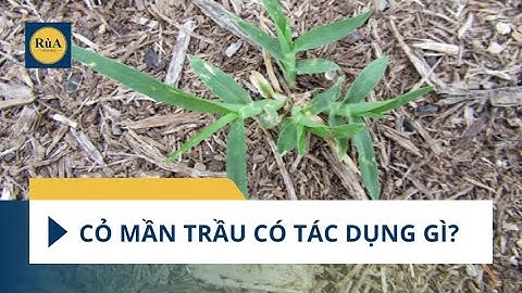 Cỏ mần trầu có tác dụng gì? #sứckhỏe #yte #câythuốc #dượcthảo #câythuốcquý