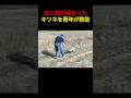 缶に頭が挟まったキツネを青年が救助