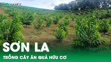 Trồng cây ăn quả hữu cơ, hướng phát triển nông nghiệp bền vững ở Sơn La | Báo điện tử Dân Việt