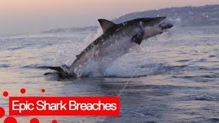 Incredible Scary Shark Breaches Caught On Camera