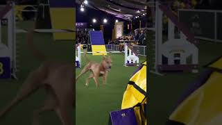 Brio  2022 Westminster Masters Agility Championship Finals  Instagram