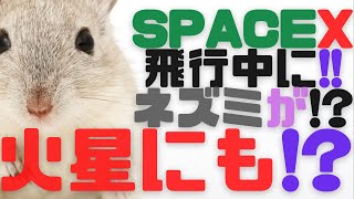 SpaceXにねずみが！？火星にも！？【フラットアース】