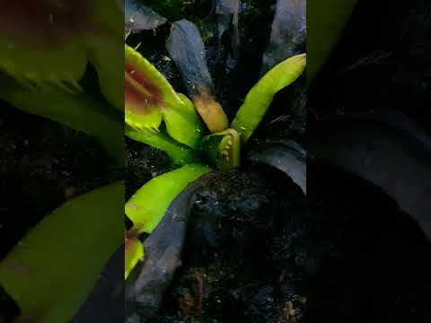Video: Pitcher Plant Pests - Cómo deshacerse de los insectos en las plantas carnívoras