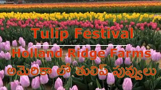 Tulip Festival in New Jersey || Holland Ridge Farm Tulip Festival