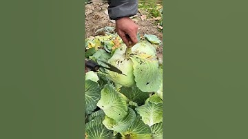 St 46039 mini rotary tillage and ridging all-in one tree 🌲 short view#subscribe