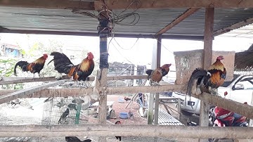 qaib qus txuam-ไก่ป่าผสมไก่ต่อ_02052153089