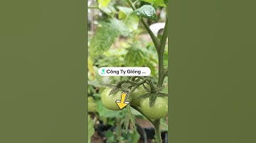 cây giống cà chua bạch tuộc vườn Hải Đăng luôn  sẵn đượctrồng trong bầu đất đủ tiêu chuẩn xuất vườn