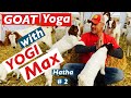 Goat yoga with yogi max  hatha 2
