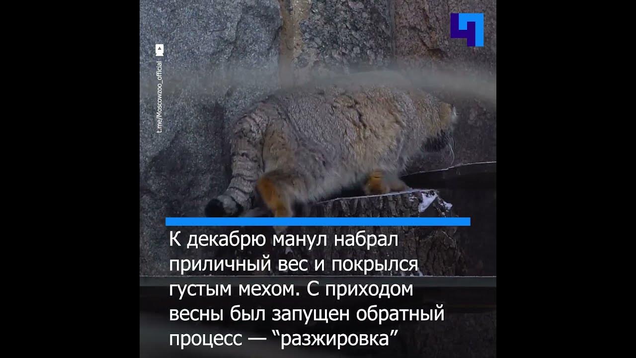 Знаменитый манул Тимофей из Московского зоопарка почти подготовился к ...