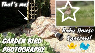 Garden Bird Photography || fledgling Chaffinch from a hide (poncho)