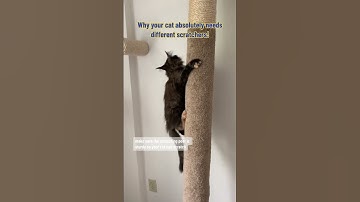 Why Cats Need To Scratch | Cat Scratching Post | Cat Facts | Funny Cat Videos #shorts