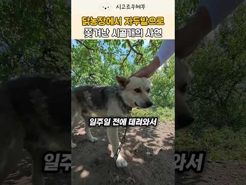 닭 농장에서 파양돼 자두밭으로 쫓겨난 3살 시골개 사연 #강아지 #반려견 #shorts thumbnail