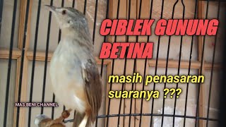 SUARA CIBLEK GUNUNG BETINA MEMANGGIL JANTAN PIKAT , CIGUN JANTAN JADI GACOR