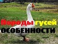 Популярные породы гусей