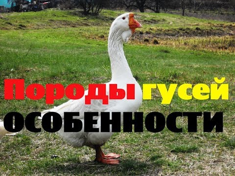 Породы гусей и их особенности. Выбор породы гусей. Птицеводство // КХ Алексеевых