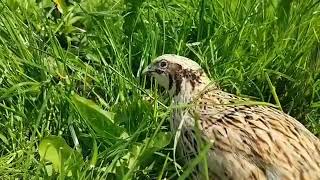 Bıldırcın Yavruları quail