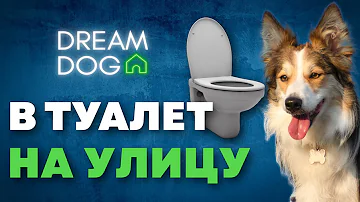 В туалет на улицу 🐶 Отучить собаку гадить и писать дома 🐕 Приучить щенка терпеть и ходить на улице 🐩