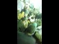 التصوف الشيخة هناء خميس النجم محمد خميس فى الى البيت مولد السيد البدوى 2017