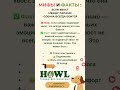Ваш питомец будет в восторге! 🐶Лососёвое масло HOWL, Вайлдберис арт. 190642558 🐾 #собака #dog