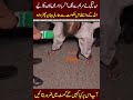 Shehri ny Kaan pakar liye