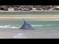 Hydroplaning Dolphins | Planet Earth | BBC Studios