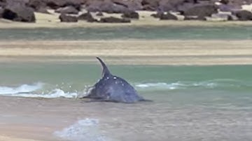 Hydroplaning Dolphins | Planet Earth | BBC Studios