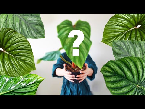 Vidéo: Plantes d'intérieur rares - Les plantes d'intérieur les plus chères du monde