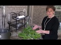2018 How to Cook Turnip Greens