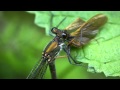 捕食するニホンカワトンボ Mnais costalis ♀