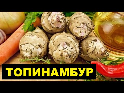 Выращивание топинамбура в открытом грунте как бизнес идея