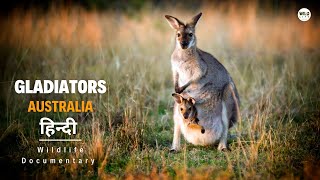 Gladiators of Australia - हिन्दी डॉक्यूमेंट्री | Wildlife documentary in Hindi