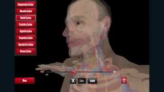 Anatomy Browser Educational Moments screenshot 4