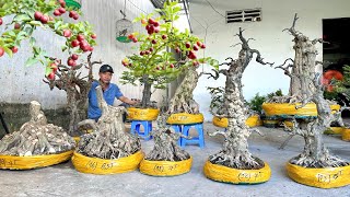 Mạnh bonsai 28/4 #0903095052 chào bán Mai Chiếu Thủy, Khế Gân, Kim Quýt, Linh Sam, Nguyệt Quế