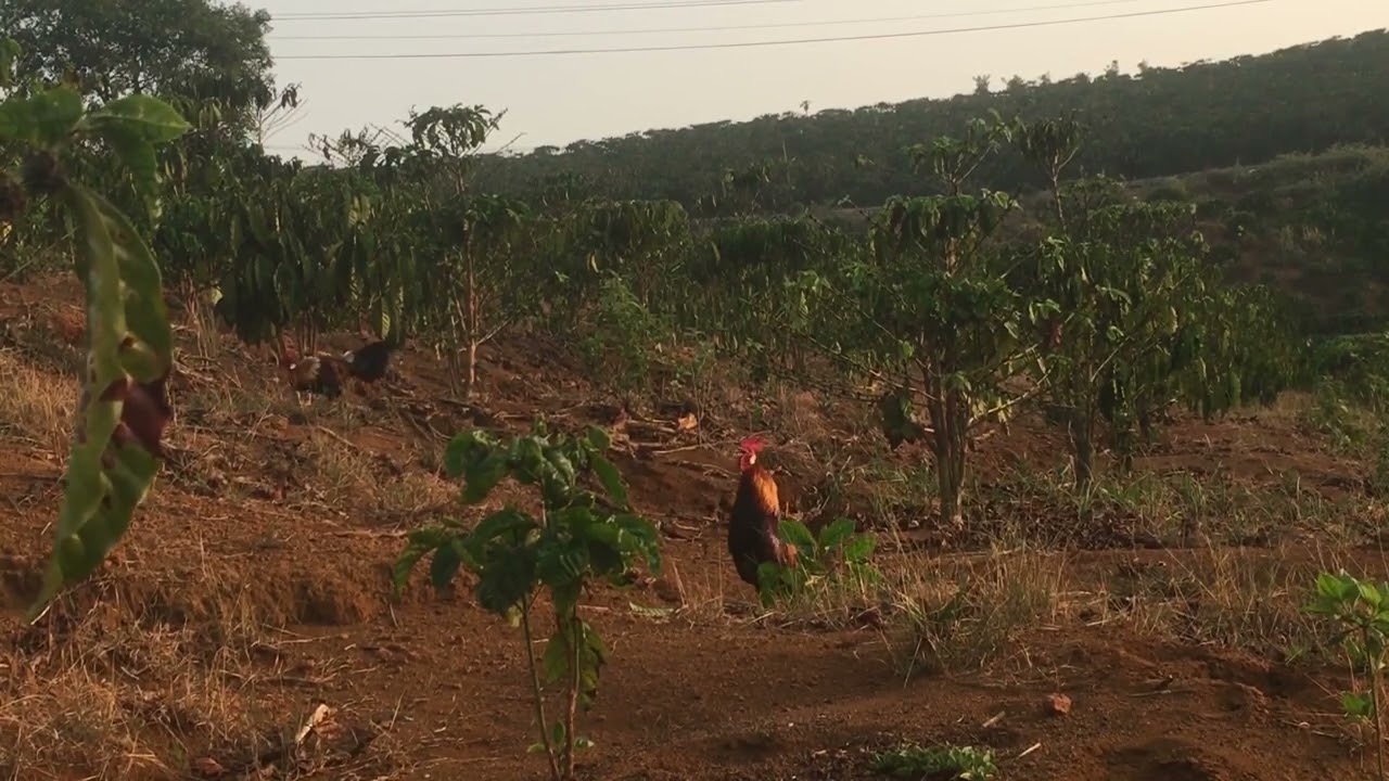 Trap for wild chicken with female bait is not inferior, see to know