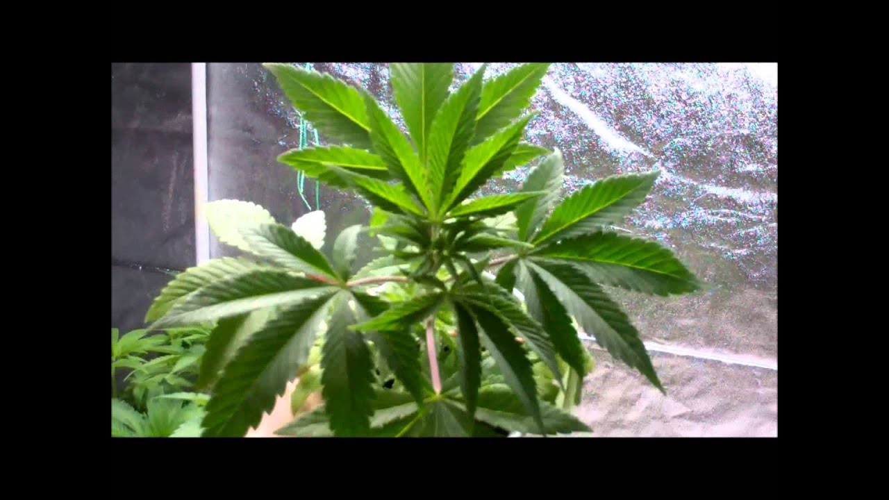 Green Beanz Seeds " test grows - checking sex "