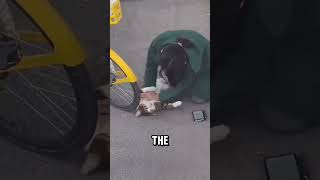 Compassion in Action A Woman’s Effort to Save a Dying Cat