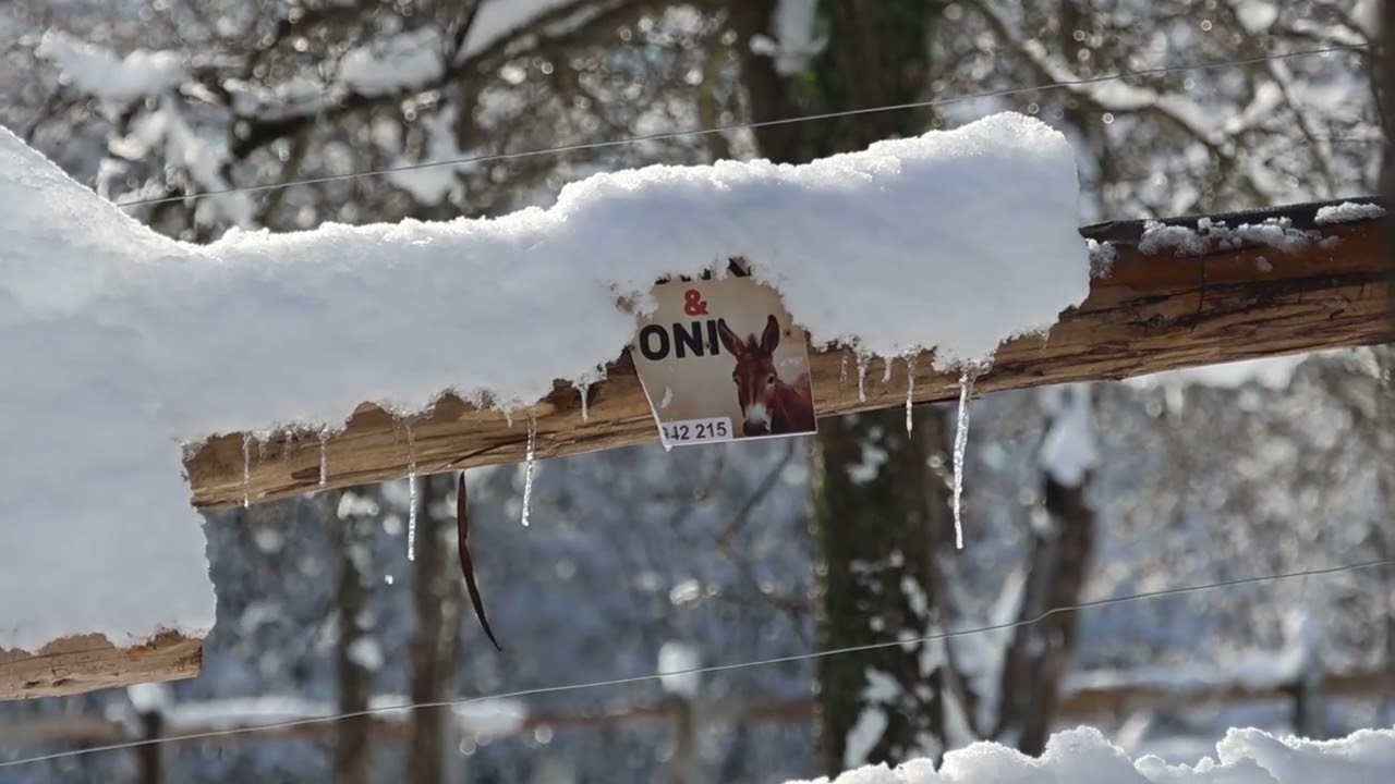 Popovići 2026, zimska idila kot nekoč!