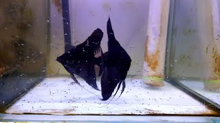 Angelfish Breeding | First Six Days Updates