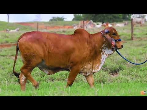 LOTE 07 - NALA FIV ESTÂNCIA K - BRAN 1352