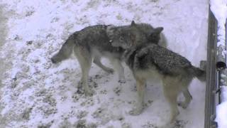 雪面でじゃれ合うオオカミたち~Wolves are playing in a snow surface