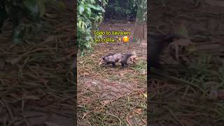 Opossum carries sticks and leaves in its tail to make its nest #humor #fishing #aquariums #animals