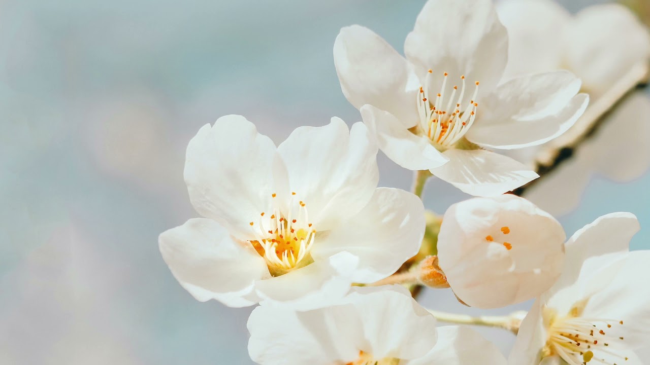 Surah Yusuf Full ( Pro Islamic Videos)