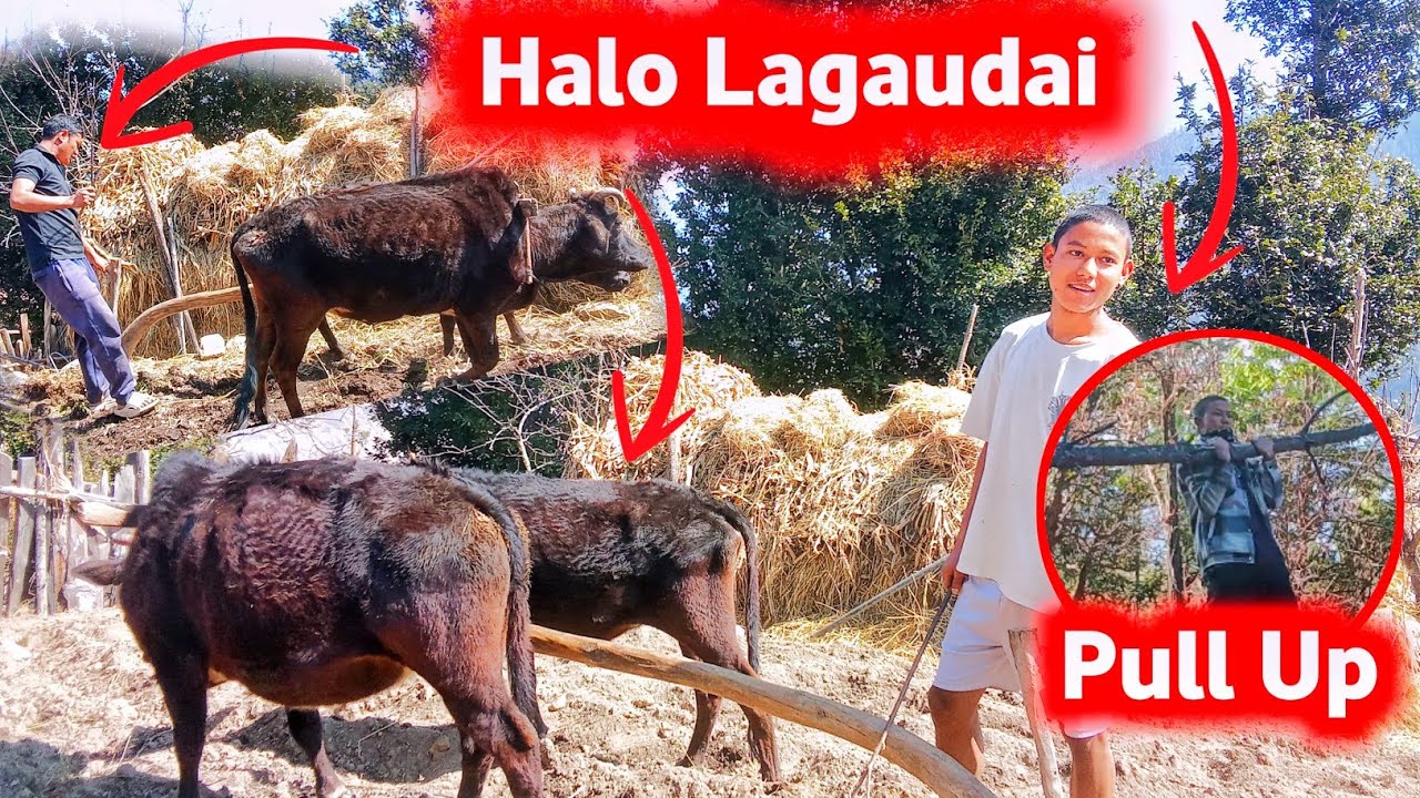 Gau ma halo lagaudai😍ramailo bhayao //