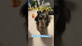 #犬 #可愛い #癒し #大型犬のいる生活 #愛犬 #元気になる動画 #犬のいる生活 #ミニチュアダックスフンド #tiktok
