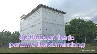 Mantap Responnya!!!! RBW Pertama Pakai SP Bidadari Senja Full Origional