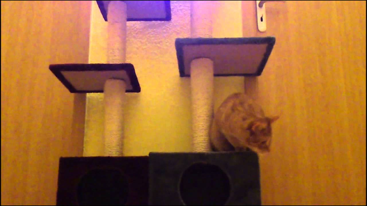 Funny Cat - Benji - The Aggro Cat