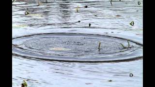 American Coot - Diving in stop-action