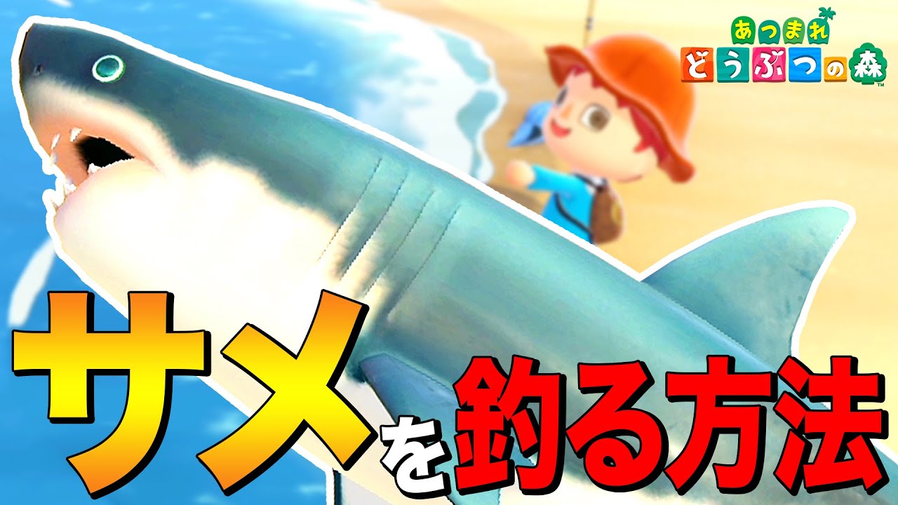 あつ森 白い死神 サメ ホホジロザメ を釣る方法 Great White Shark あつまれ どうぶつの森 Youtube