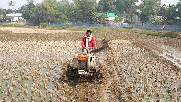 Paddy rice field plowing with aci power tiller machine | Power tiller machine video |
